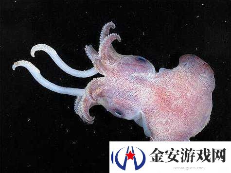 掠食异形珊瑚节点