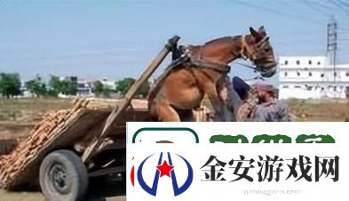 人马畜禽company