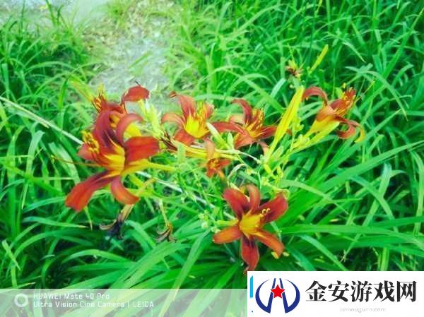 忘忧草1688站