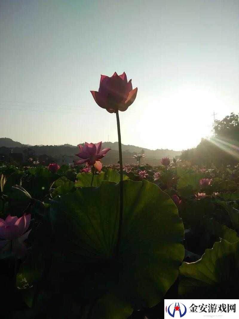 女性半夜莲花开放的治疗方法