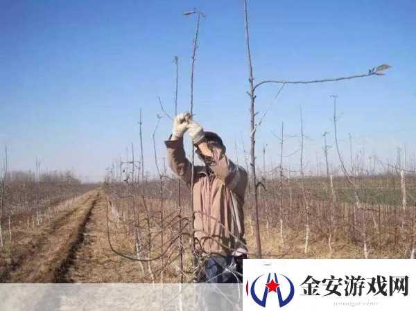 早春苹果挨一刀是指苹果树的刻芽其作用是