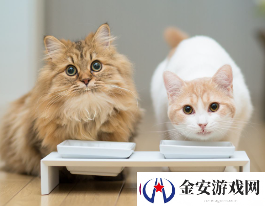 猫之城高性价比氪金指南