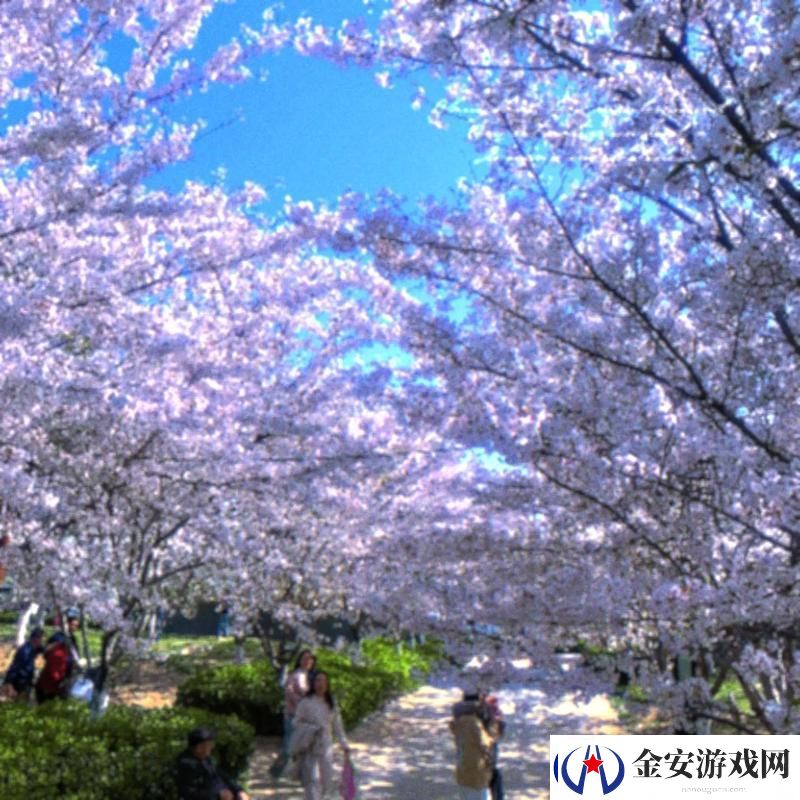 樱花站