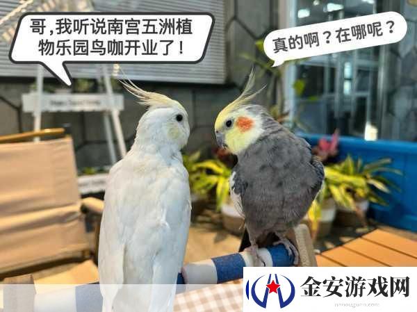 养鸟大亨