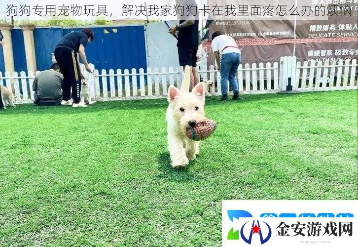 狗狗专用宠物玩具解决我家狗狗卡在我里面疼怎么办的烦恼