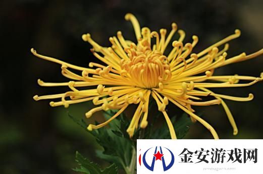 国产做受与进口竹菊