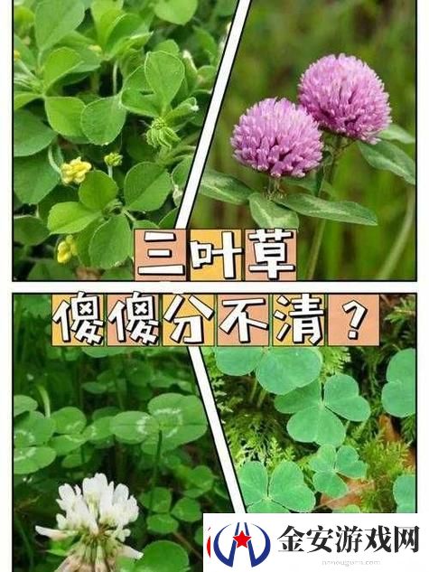 成品人精品人的区别四叶草